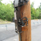 Illustration for article titled RiSE Robot Climbs Poles Like Some Sort of Ferocious Animal